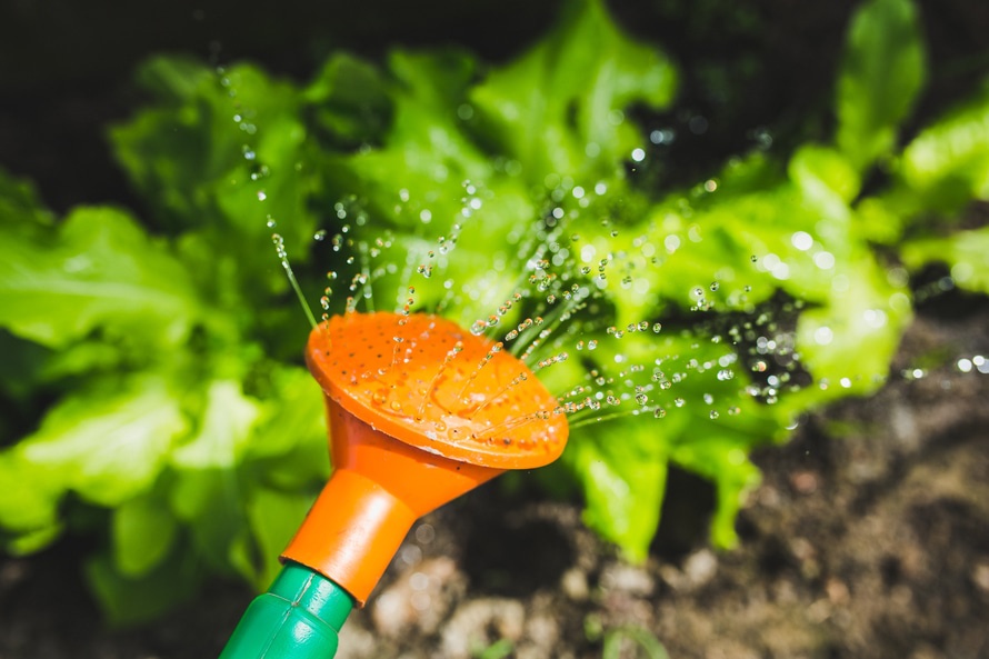 The Buccini/Pollin Group is a Proud Sponsor of Wilmington’s First Community Garden